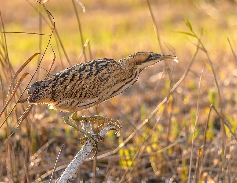 Branching Out_Stephen Harper.jpg